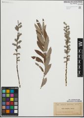 Foto von Salix humilis Marshall